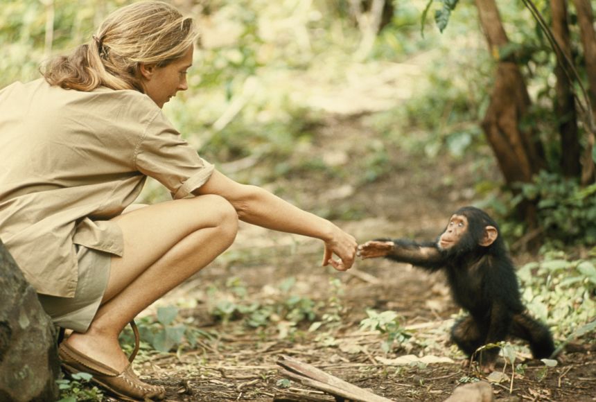Foto ikonik Jane Goodall. Foto: Dok. Hugo van Lawick/National Geographic