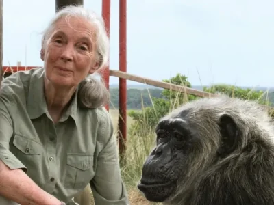 Jane Goodall bersama simpanse. Foto: Dok. Brazzaville