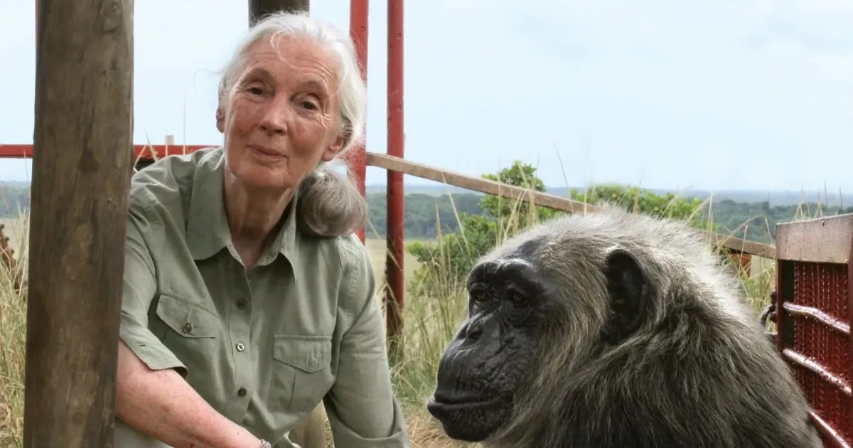 Sosok Jane Goodall, Peneliti Simpanse Terbaik yang Meninggal Dunia