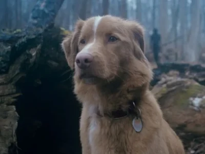 Indy, anjing di film horor ‘Good Boy’ (2025) (Foto: Dok. IFC)