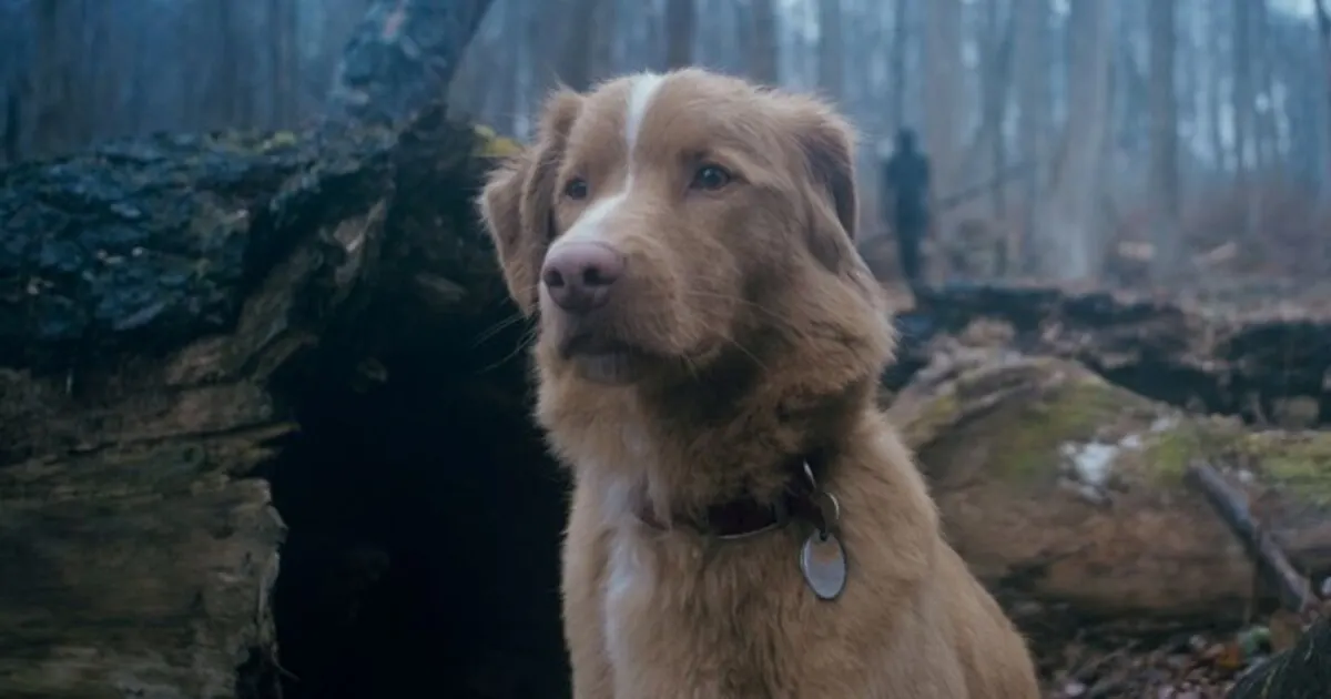 Indy, Anjing dari Film Horor ‘Good Boy’ Minta Nominasi Oscar