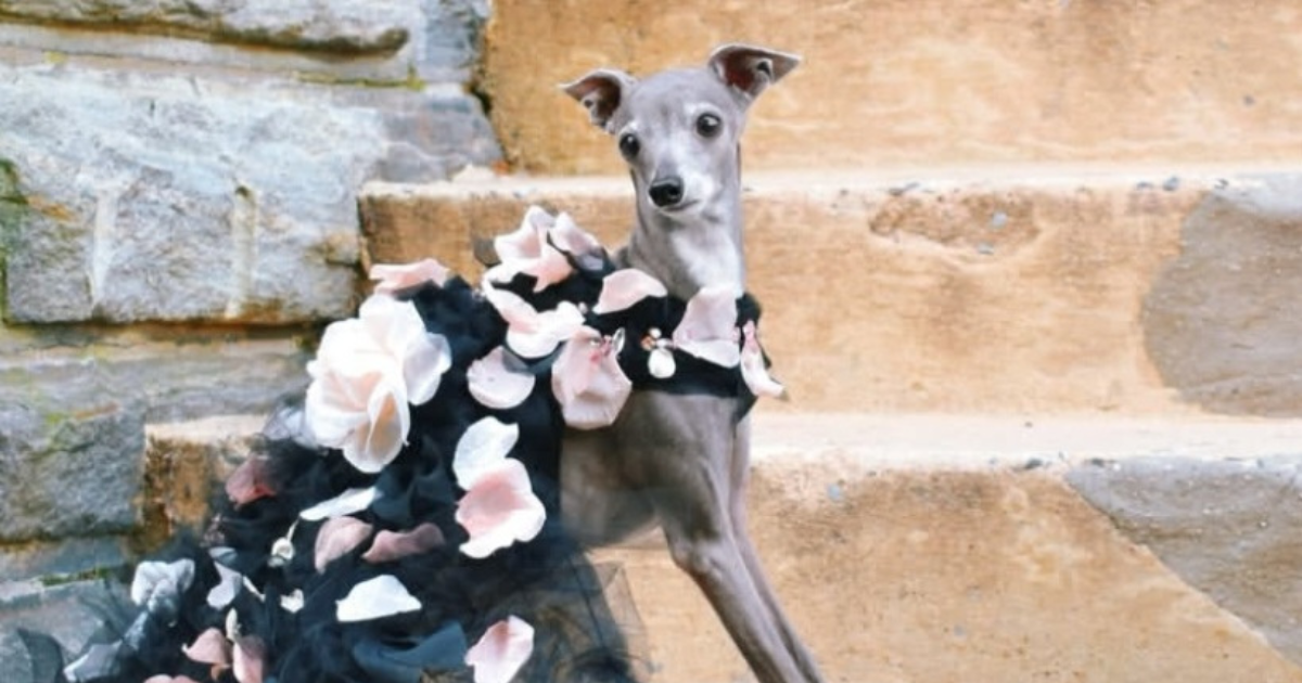 Tika the Iggy, Anjing Terkenal yang Pernah Dimuat Vogue Kini Tiada