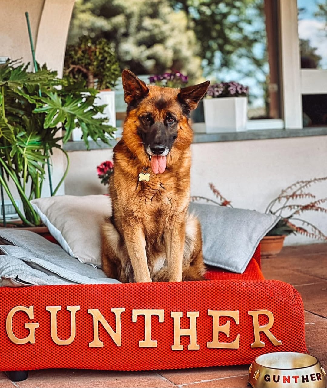 Anjing terkaya di dunia, Gunther VI. Foto: Dok. Instagram @guntherrichdog