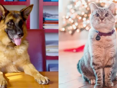 Deretan hewan terkaya di dunia. Foto: Dok. Instagram @guntherrichdog, @nala_cat