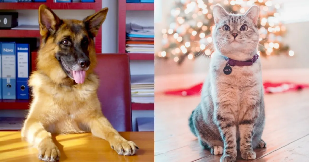 7 Hewan Terkaya di Dunia, Ada Kucing Taylor Swift