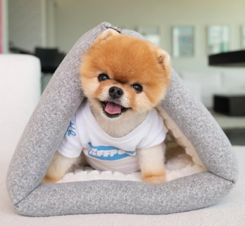 Jiffpom, si anjing selebriti internet. Foto: Dok. Instagram @jiffpom