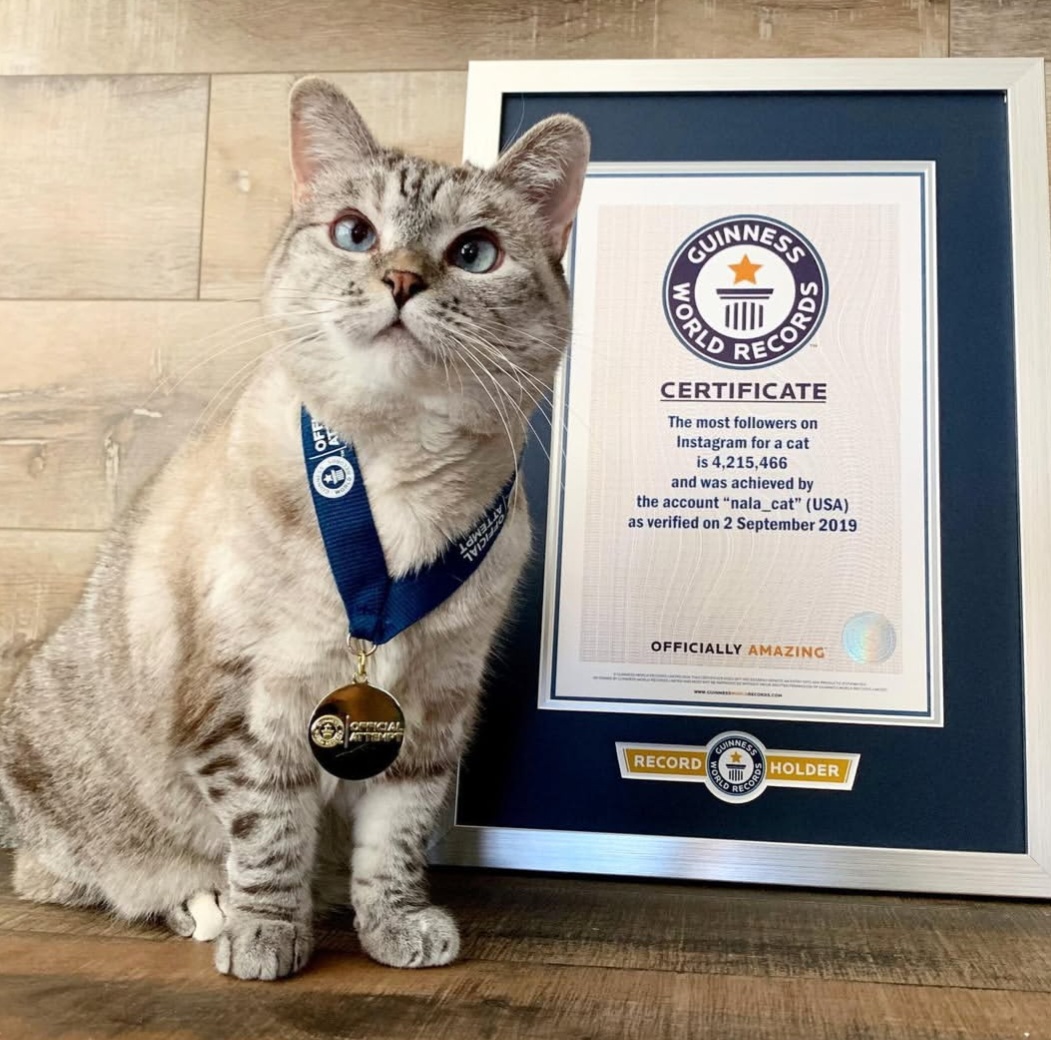 Nala, kucing dengan followers terbanyak di Instagram. Foto: Dok. Instagram @nala_cat