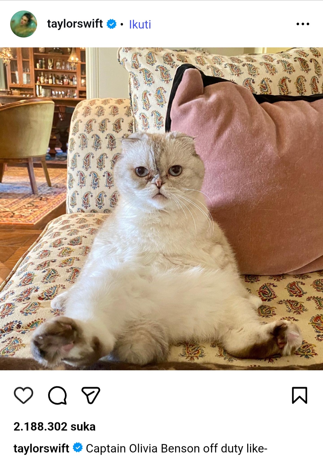 Olivia Benson, kucing kesayangan Taylor Swift. Foto: Dok. Instagram @taylorswift