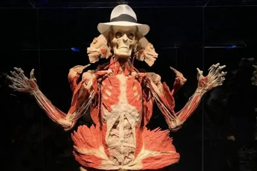 Spesimen asli yang dipamerkan di Body Worlds. Foto: Dok. Body Worlds