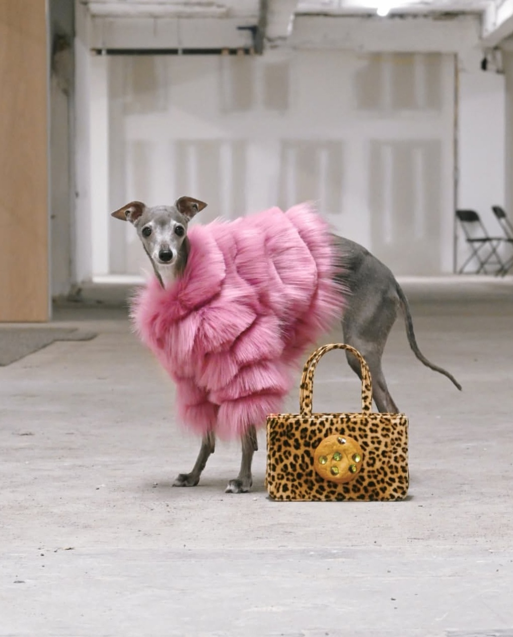 Gaya fashionable Tika The Iggy. Foto: Dok. Instagram @tikatheiggy