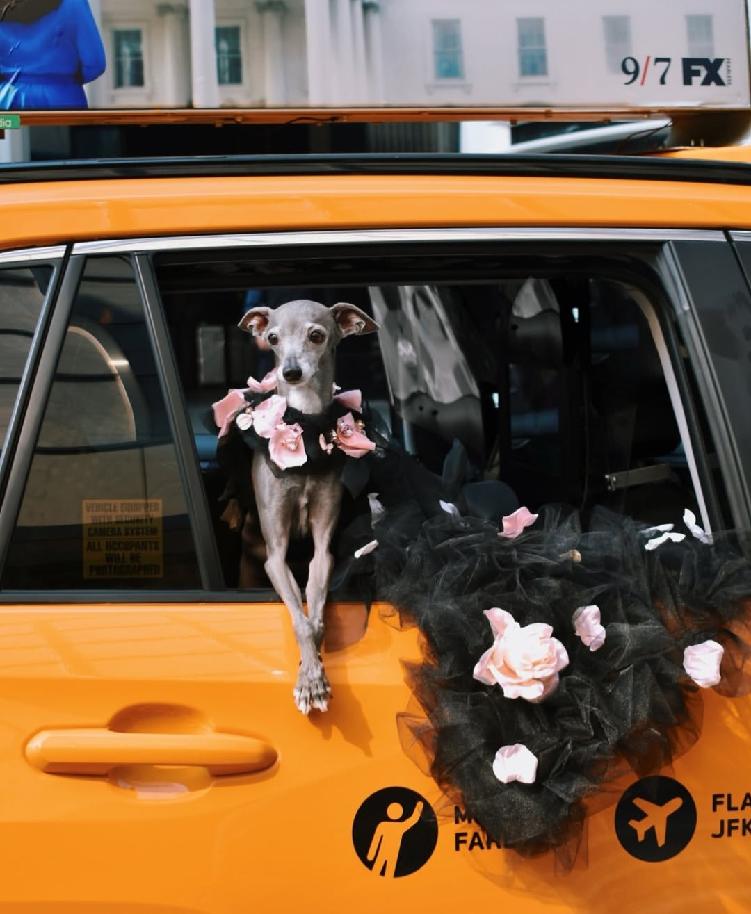 Tika The Iggy, anjing yang memiliki 1,6 juta followers di Instagram. Foto: Dok. Instagram @tikatheiggy