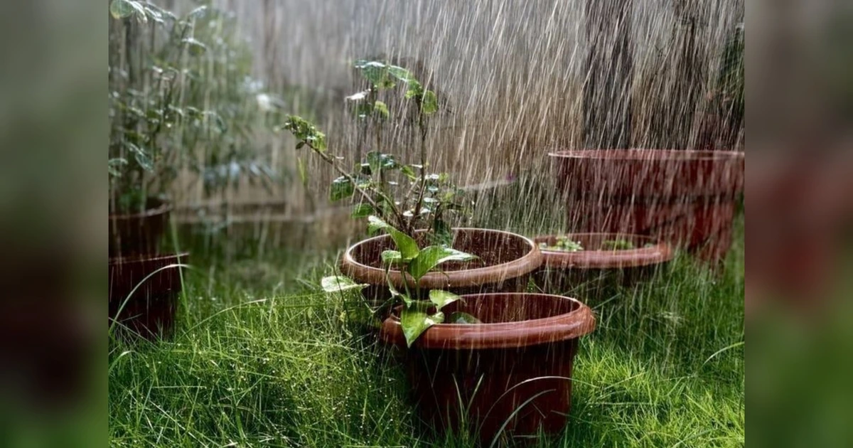 3 Penyakit Tanaman di Musim Hujan dan Cara Mengatasinya