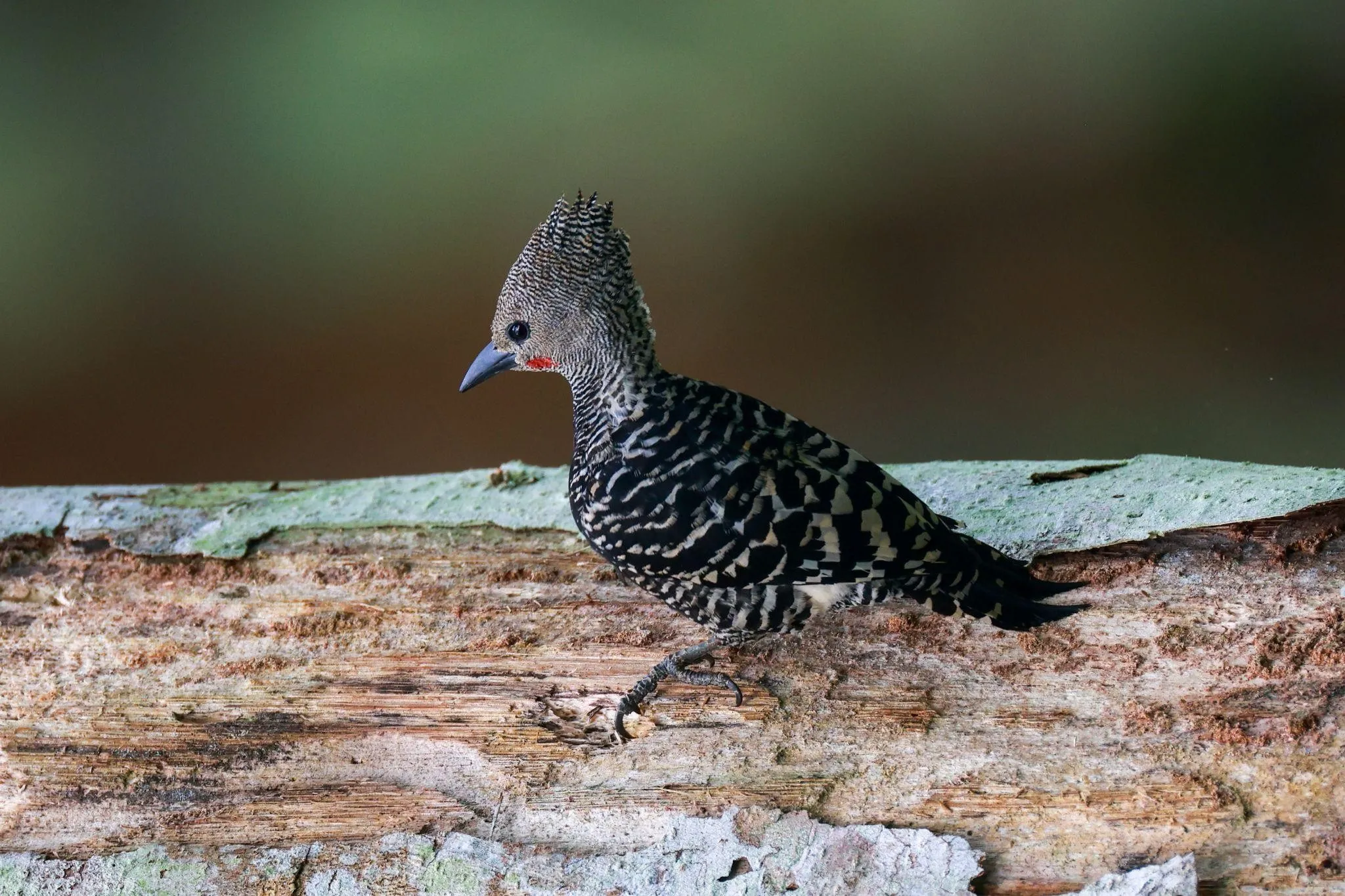Potret burung zebra woodpacker yang dijepret Anya. Foto: Dok. Pri