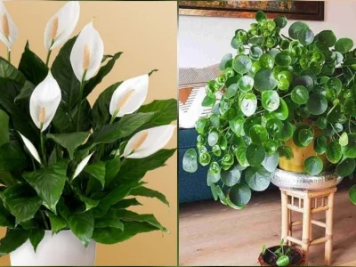 Tanaman pembawa hoki dan keberuntungan (Foto: Dok. Istimewa)