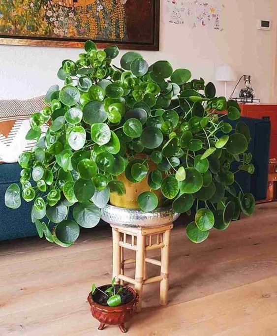 Pilea peperomioides (Foto: Dok. Istimewa)
