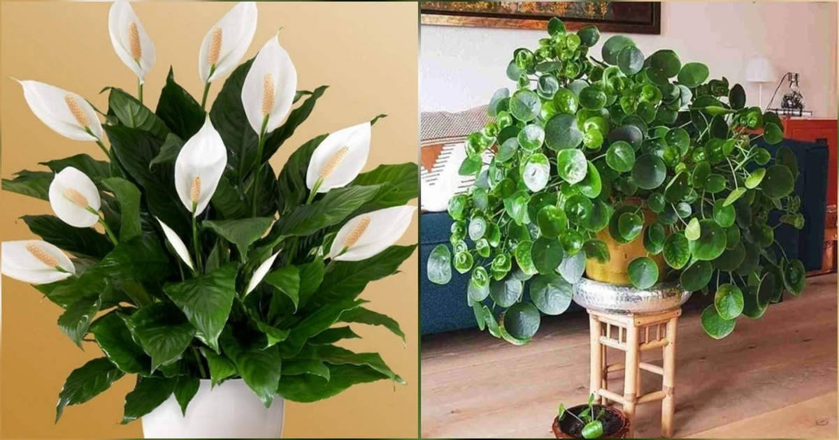 7 Tanaman Pembawa Hoki Tahun 2026 Menurut Feng Shui